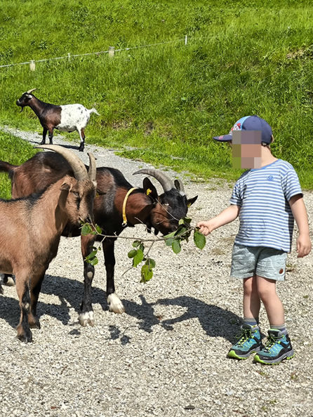 Ziegenwanderung, Alpakawanderung, Ziegen, Familienausflug, Kinderbetreuung, Kinderabenteuer