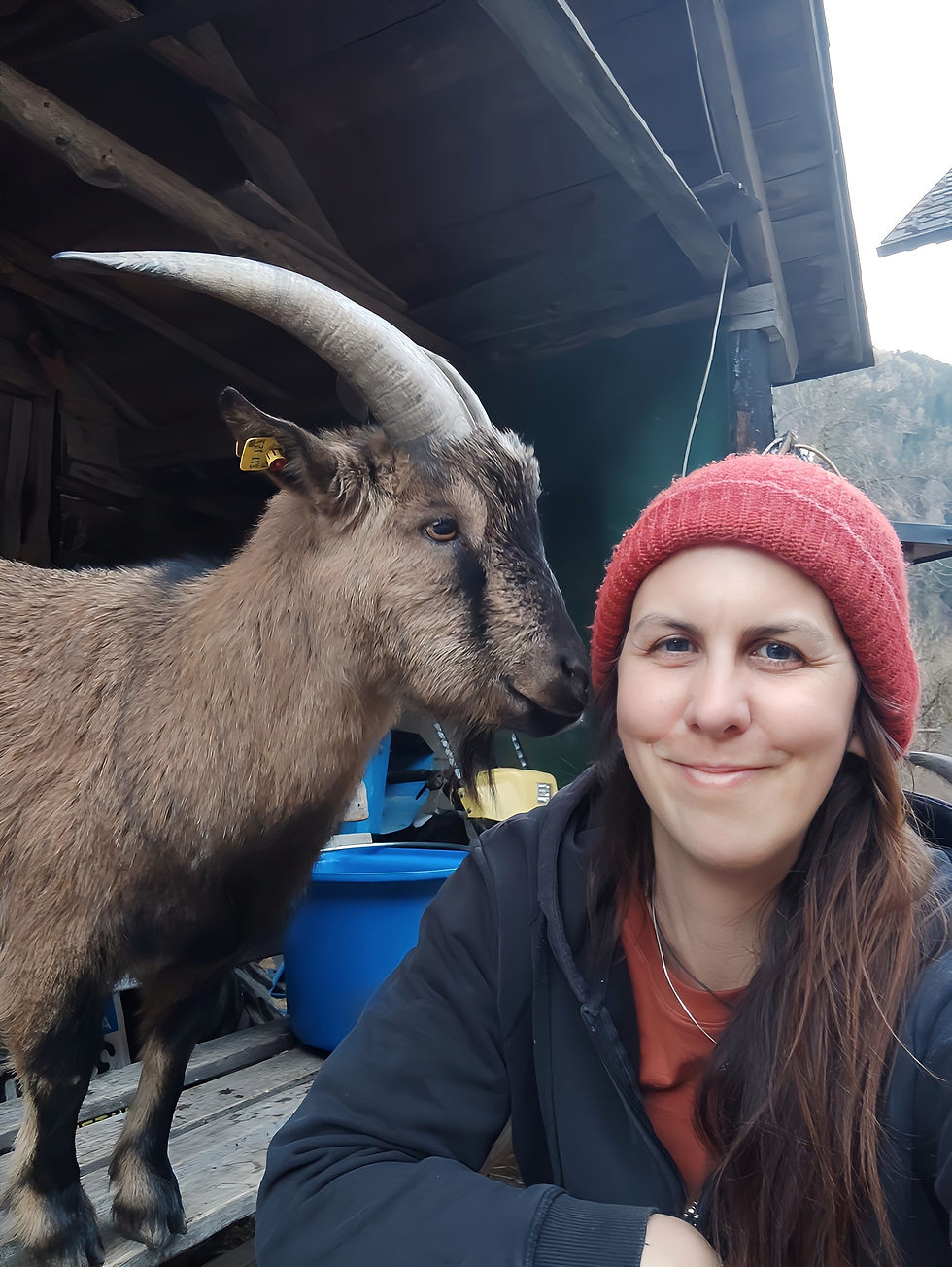 Ziegenbock Manni & Sandra