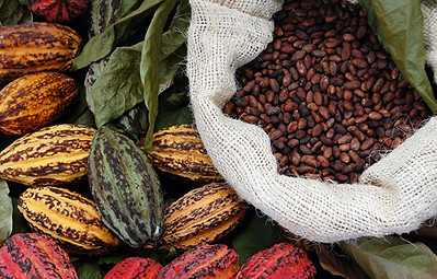 Cacaopod_bean.jpeg