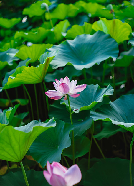 tommao-wang-KrLUMDV8MoQ-unsplash.jpg