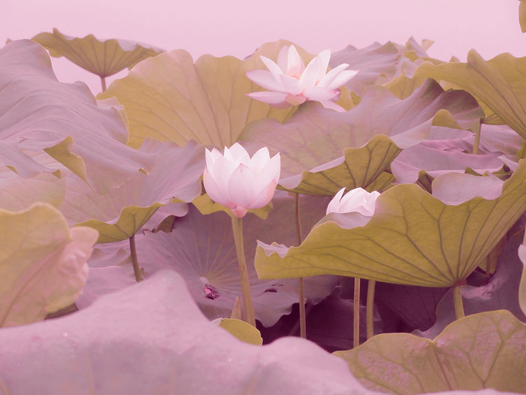white and pink flower in close up photog