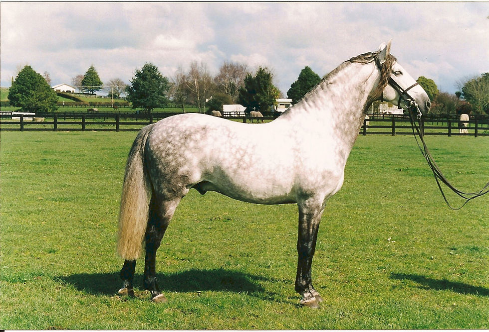 Past Horses
