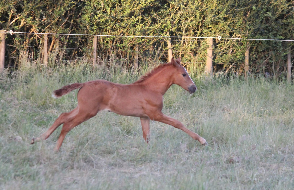 Hanna Eleanor (Paseo II x Huri SJA)