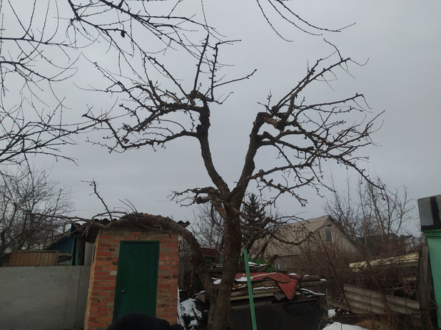 обрезка груши