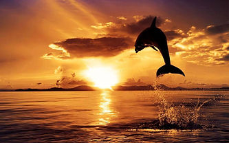 Dolphin Leap.jpg