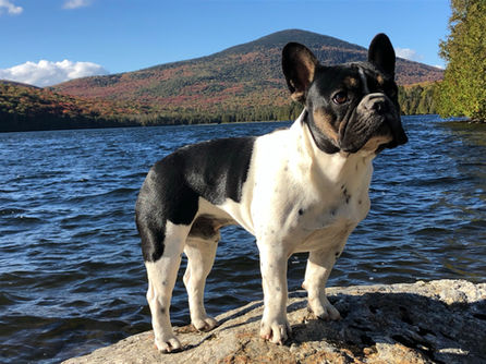 beast-pond-fall.jpeg