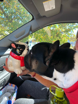 zeke french bulldog sanville real estate realtor real estate agent vermont