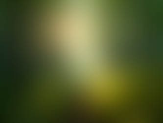 Collecte de dons : soutenez la conservation forestière