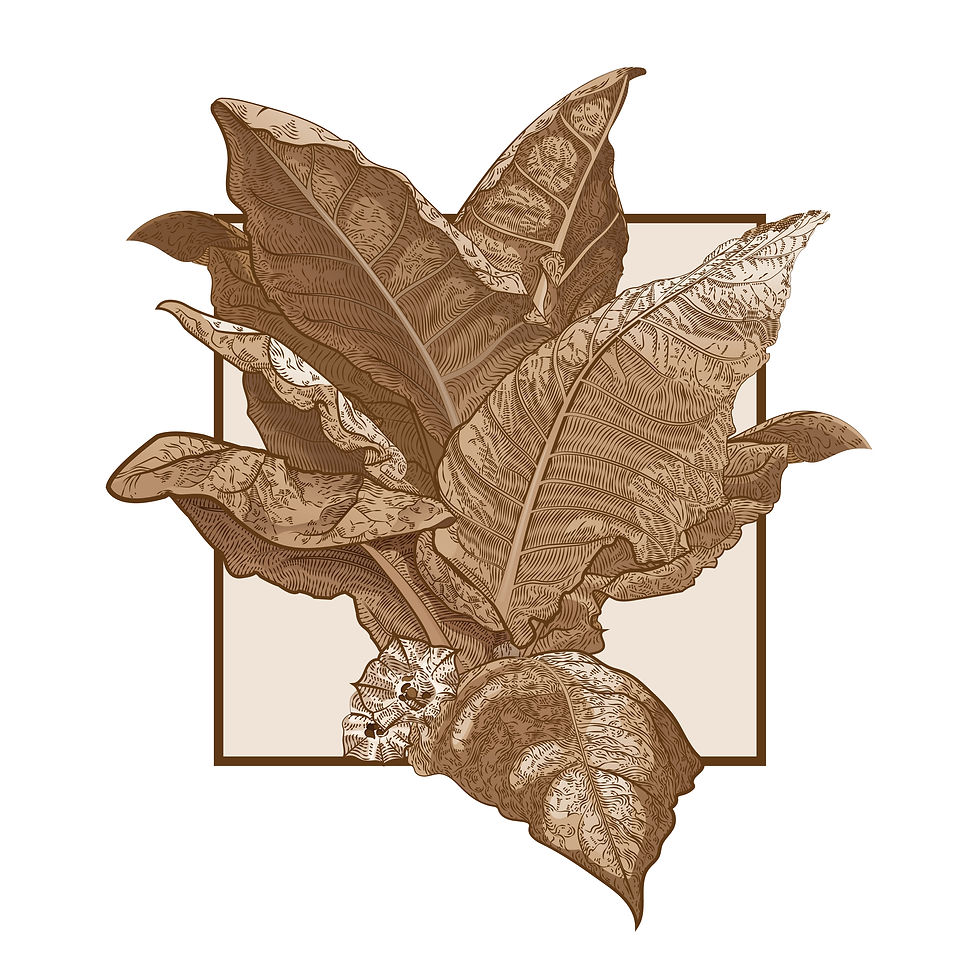 Tobacco Plant