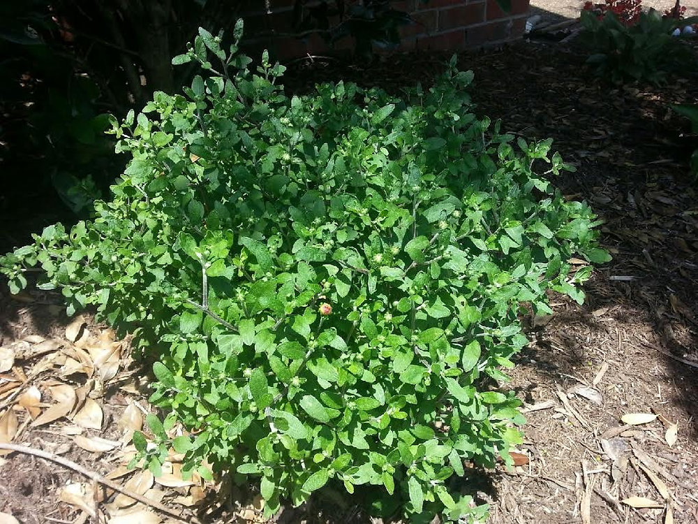 Pruning Mums for an Autumn Bloom
