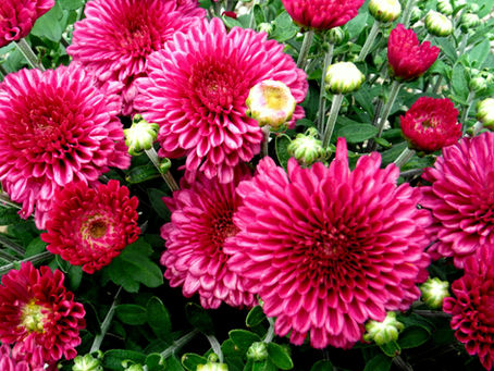 All about Chrysanthemums
