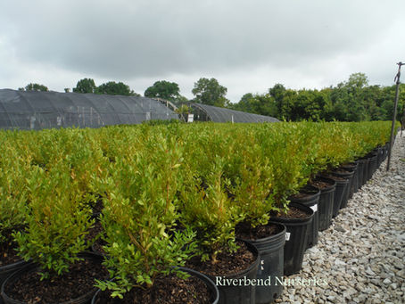 Pruning Tips for Shrubs and Small Trees this Fall