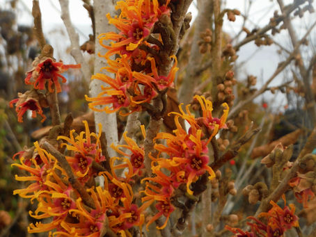 Witch Hazel is a Winter Staple