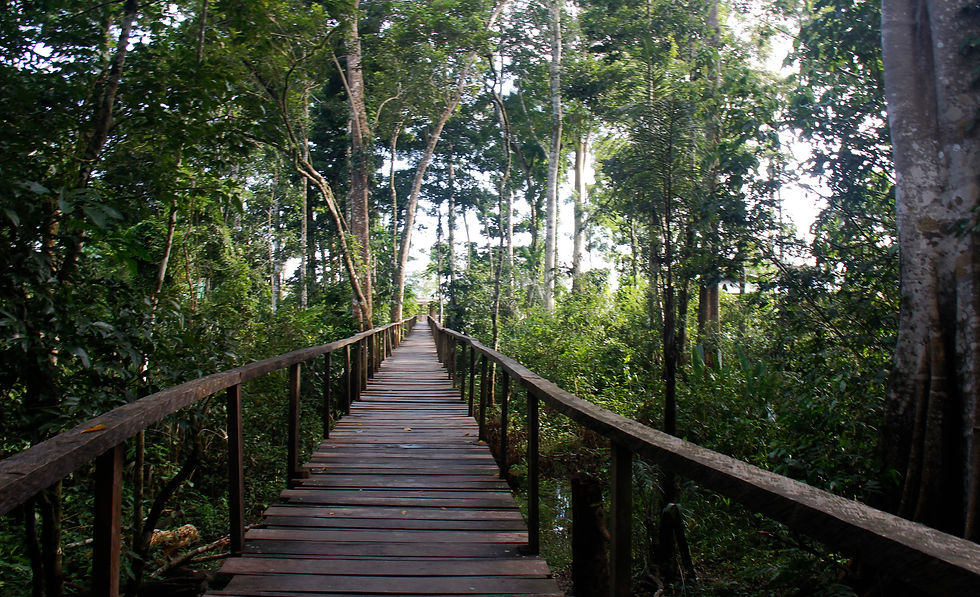Path through the amazon jungle