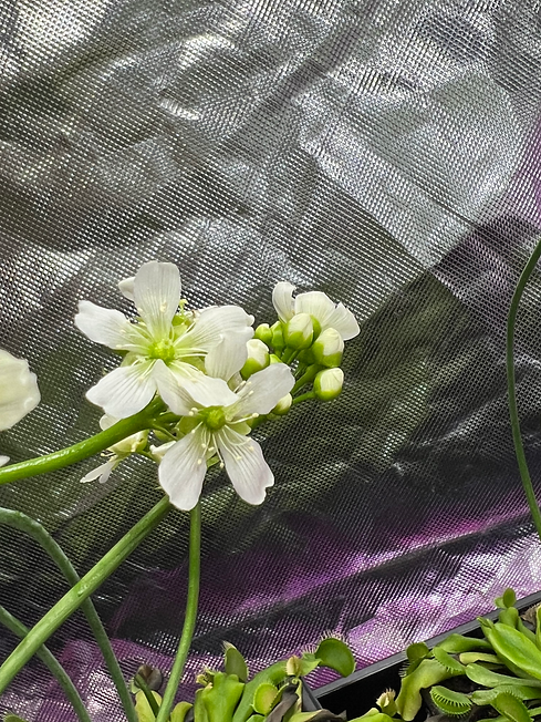 Dionea. Normal - Flower.HEIC