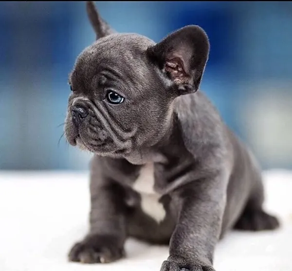 Get Wallpaper White French Bulldog Puppies For Sale Seattle Wa For iPhone Free