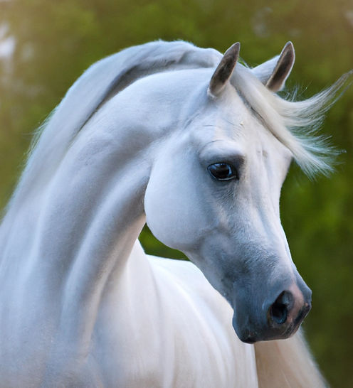 white arabian horse.jpg