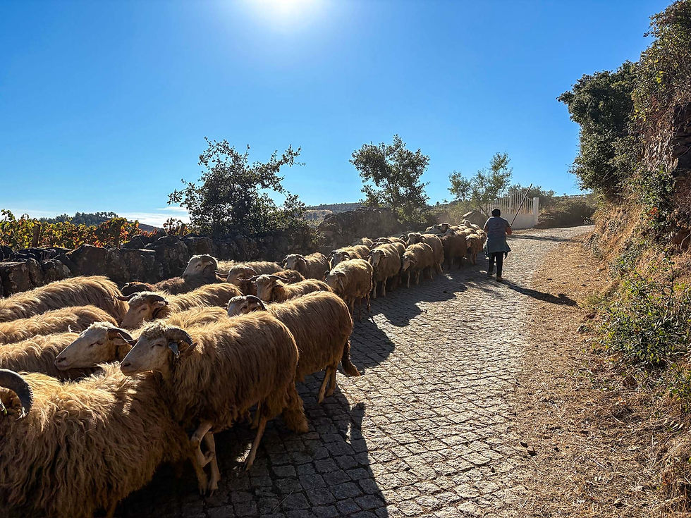 Shepherd herding sheep down a sunlit cobblestone path, surrounded by trees and a clear blue sky. Urros, Torre de Moncorvo, Trás-os-Montes e Alto Douro, Portugal