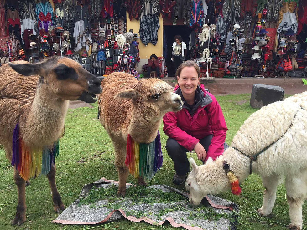 Picture time with Llama's and Alpaca - Picture by Kelvin Prevett