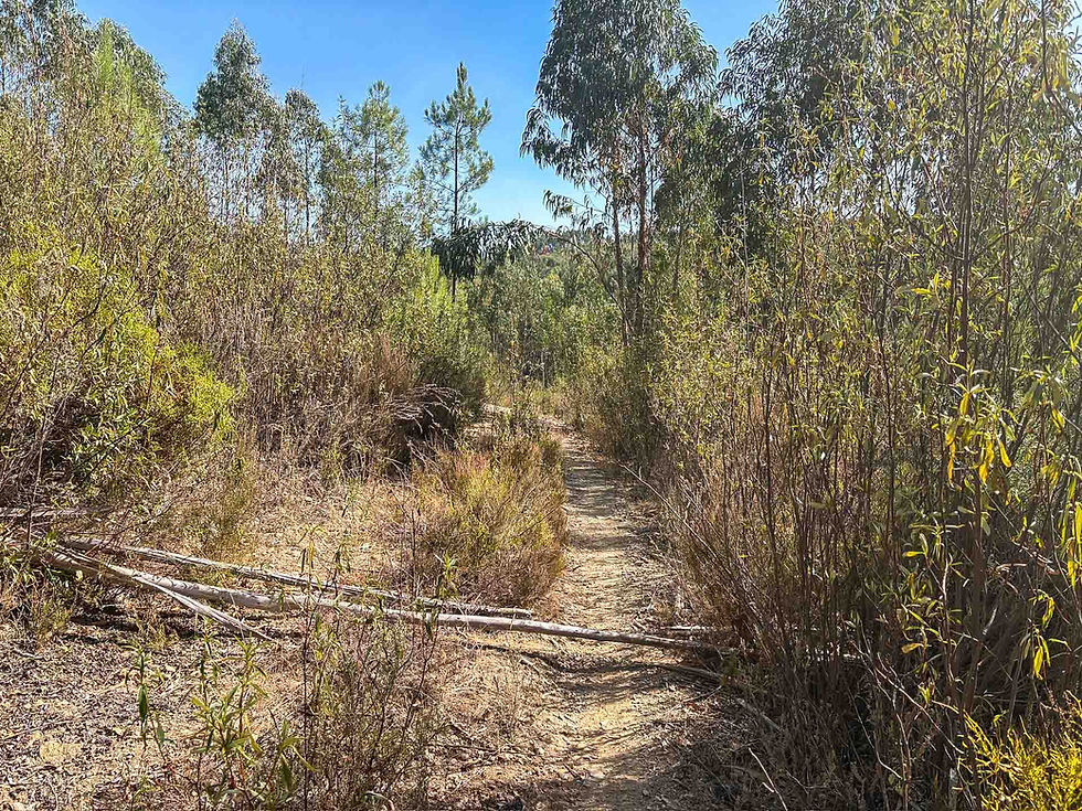 A narrow dirt path winds through dry, overgrown bushes and trees under a clear blue sky, evoking a peaceful, undisturbed forest setting. Proença-a-Nova, Beira Baixa, Portugal ACT