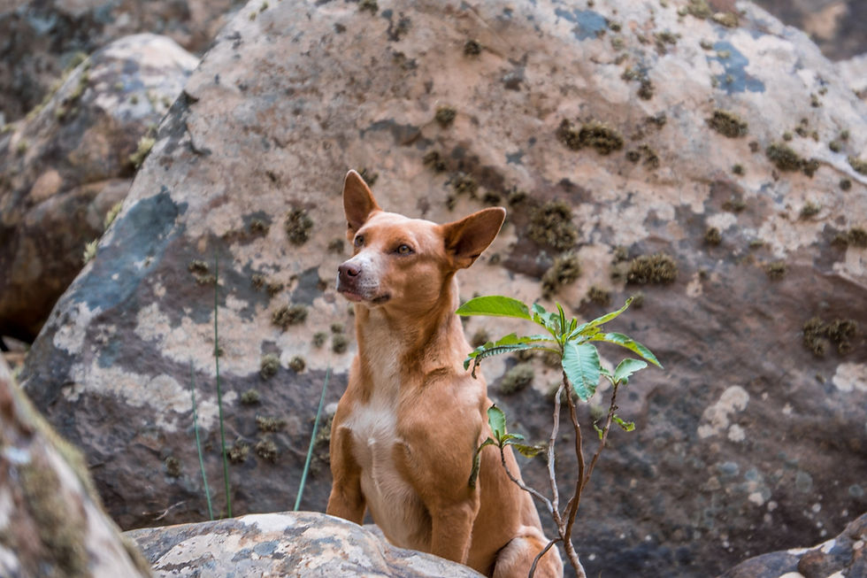 Our camp dog, La Pacha waterfall, Bolivia - AvVida.co.uk