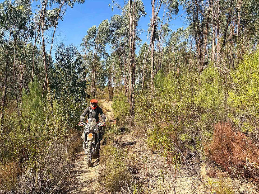 Motorcyclist in orange helmet rides through a forest trail under a clear blue sky, surrounded by tall trees and dense green foliage. Proença-a-Nova, Beira Baixa, Portugal ACT