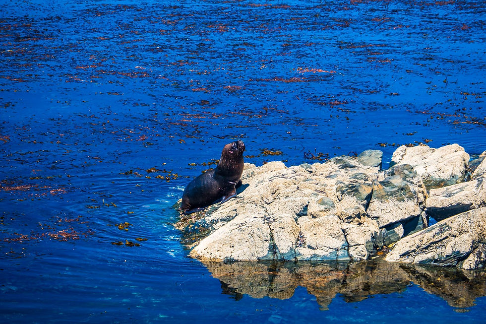 Mr Seal coming for a cheeky sunbathe near to our wild camp spot - AvVida.co.uk