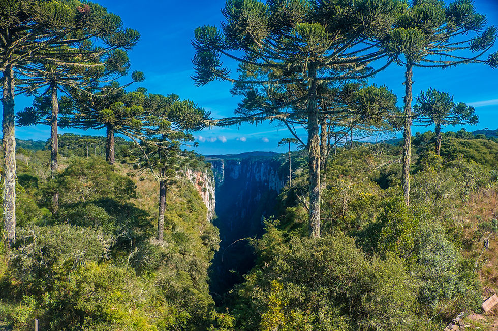 Tall Araucaria trees in a lush green forest frame a deep canyon under a clear blue sky. The vibrant landscape conveys serenity. https://www.tripadvisor.com/Attraction_Review-g1205059-d2039500-Reviews-Itaimbezinho_Canyon-Cambara_do_Sul_State_of_Rio_Grande_do_Sul.html AvVida.co.uk Adventure Motorcycle Travel South America Brazil