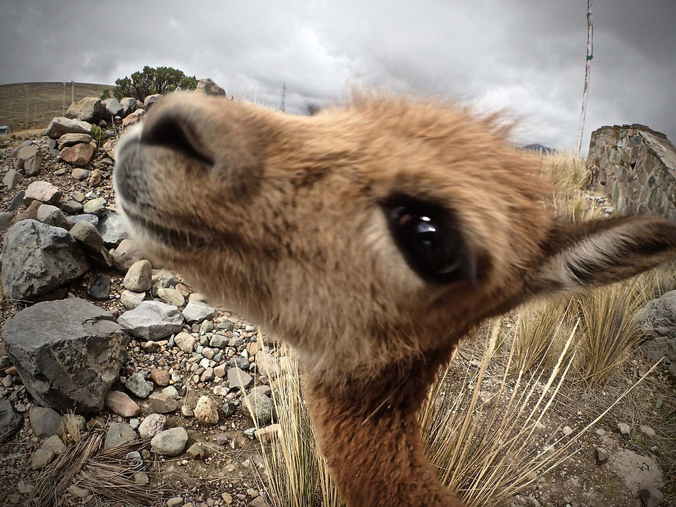 Vicunas eyeing us up - Picture by Suzie Bostock