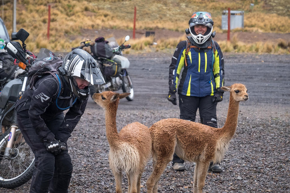 Vicunas kissing time - Picture by Michnus Olivier