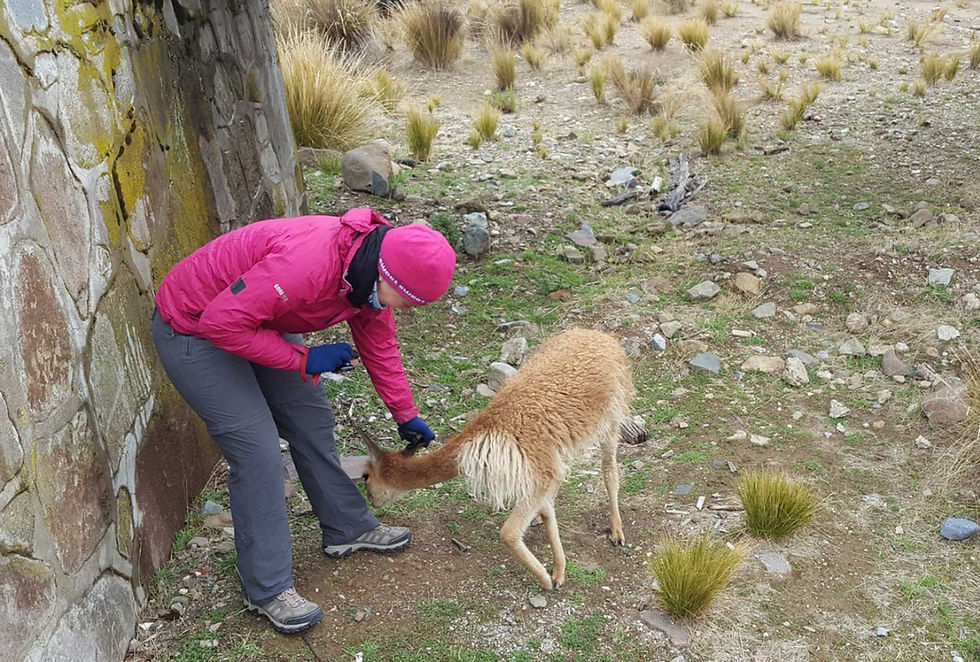 Vicuna eating Suzie's pants - Picture by Kelvin Prevett