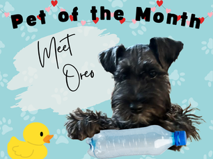 Pet of the Month: Oreo