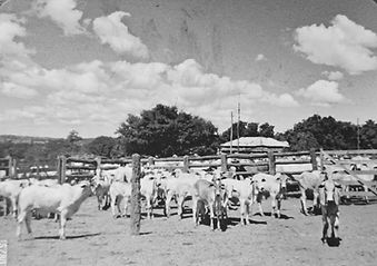 17-UNIFORMIZAÇÃO REBANHO NELINHO.jpeg