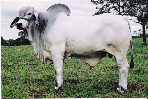 Repórter Grande Campeão Nacional da Raça.jpg