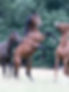 89702476_1305680626290300_4302253003643027456_n.jpg