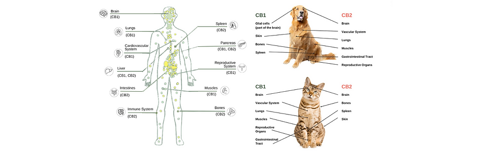 CB receptors
