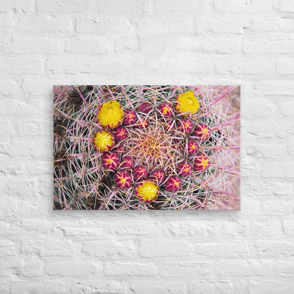 Barrel Cactus in Bloom (On canvas)