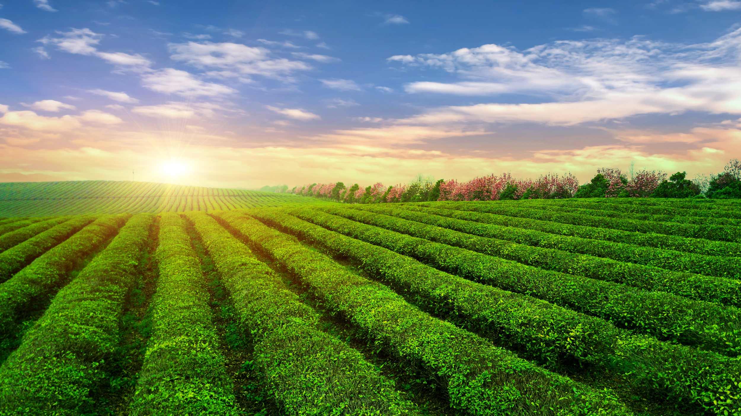 Catalog Cultivar Foods