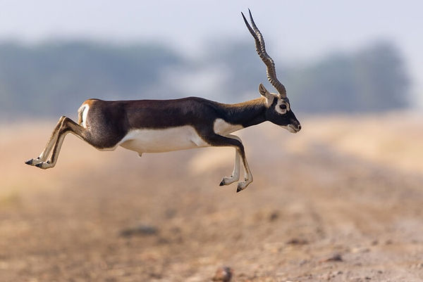 blackbuck-1.jpg
