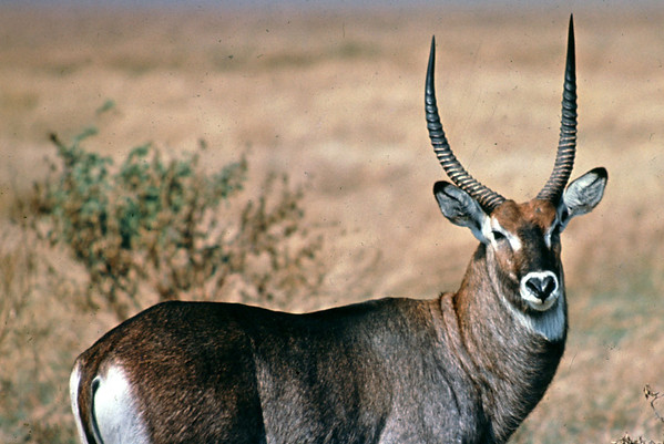 waterbuck.jpg