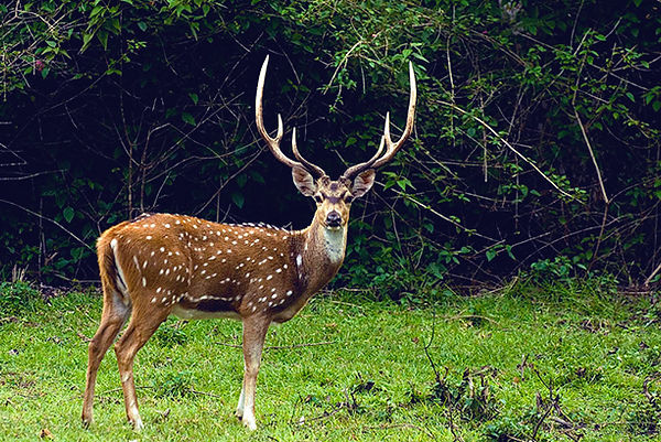 axisdeer.jpg