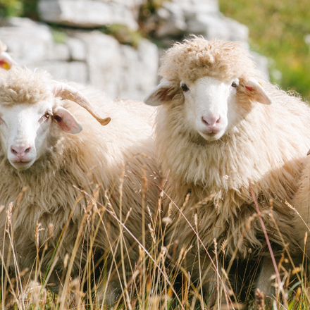 Can you claim Animal Care Costs as a Business Expense?