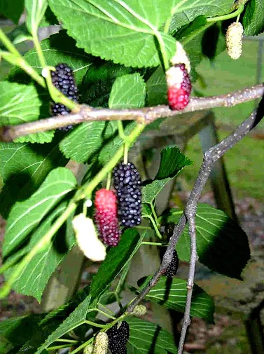 Best Mulberry Varieties