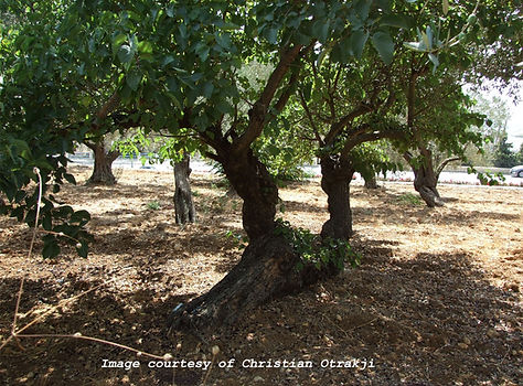 Black mulberry (Morus nigra) grove in Lebanon