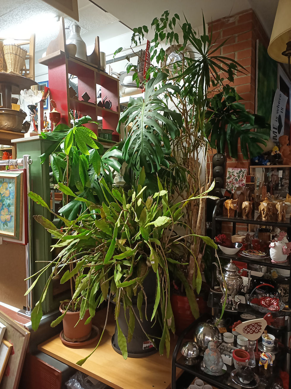 Jungle-Feeling! 24.03