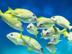 海の中にも「騒音」はある？―水中音と魚への影響を科学的に解説