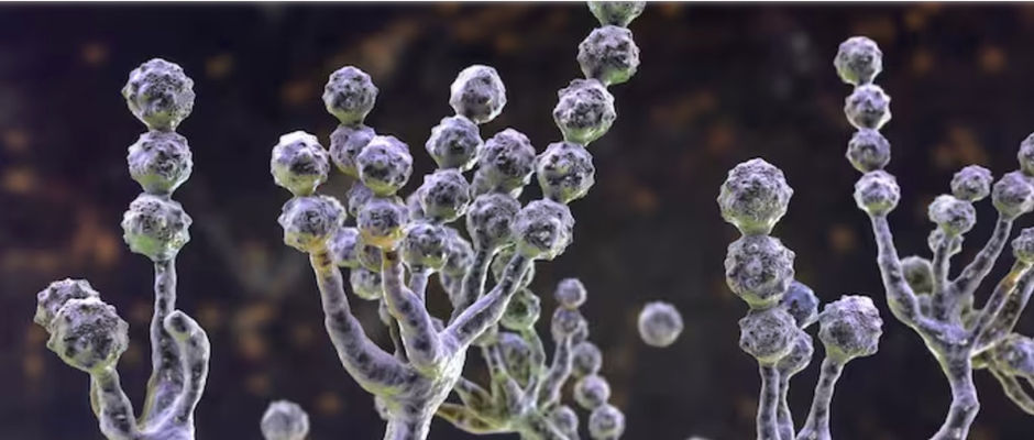 Plant Fungus Shocks Researchers: First Human Infection Raises Questions