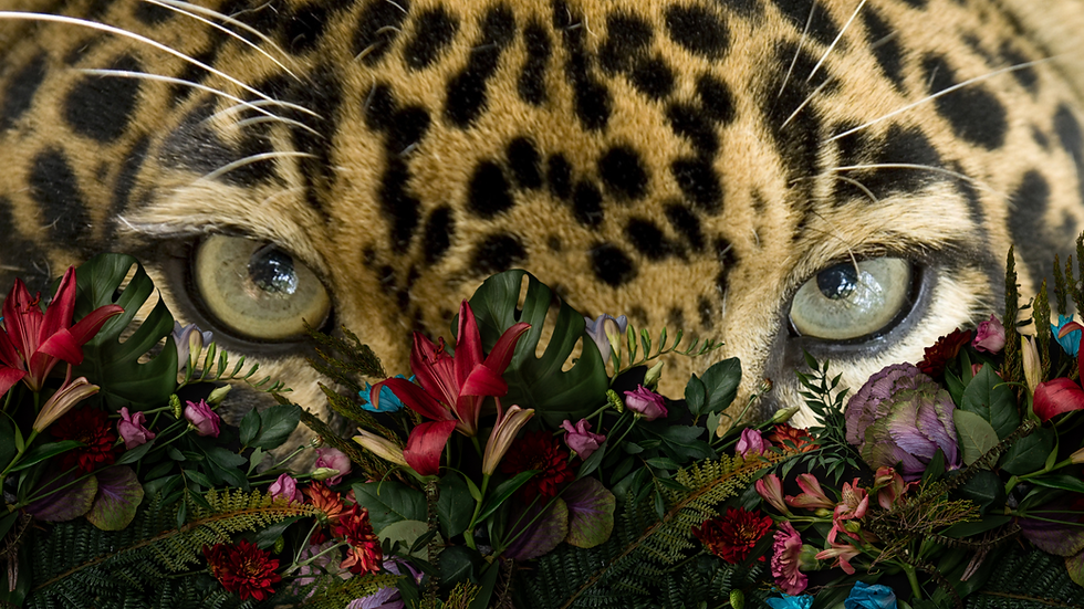 jaguar, leadership coach, somatic