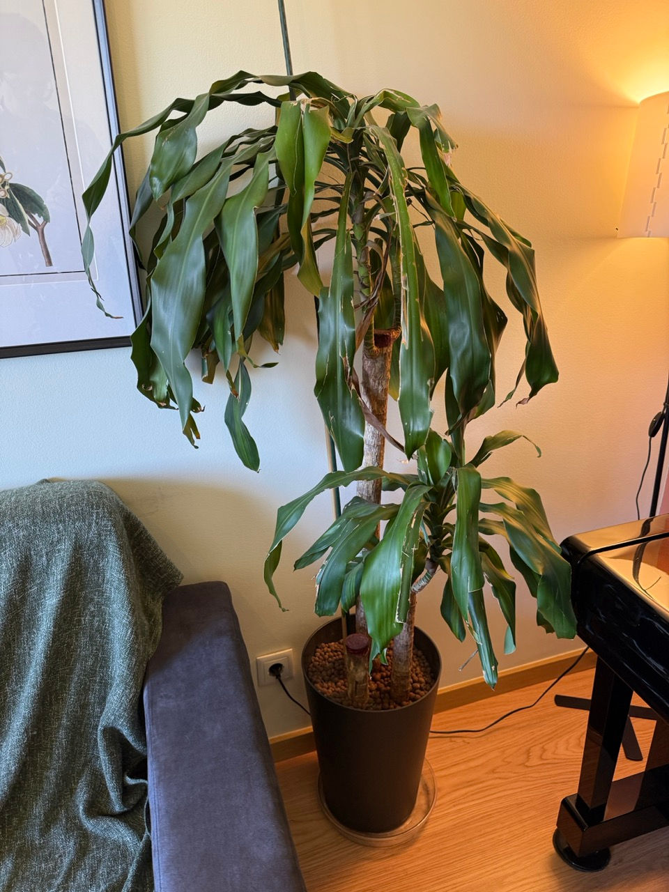 Thumbnail: Dracaena Massangeana (Corn Plant) in Pot