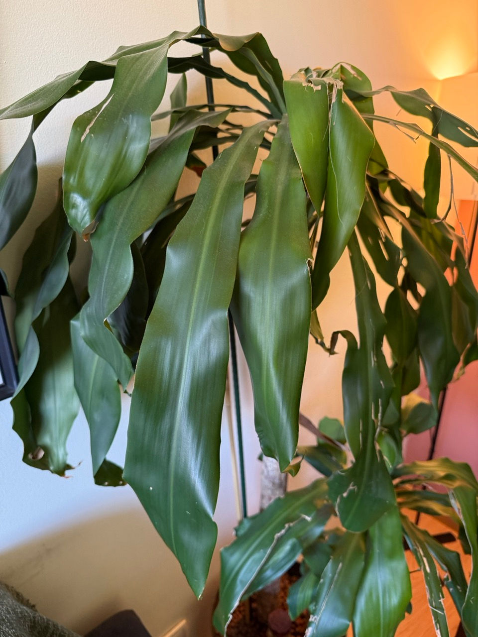 Thumbnail: Dracaena Massangeana (Corn Plant) in Pot